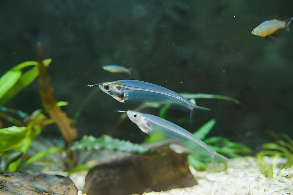 Ikan Lele Hias