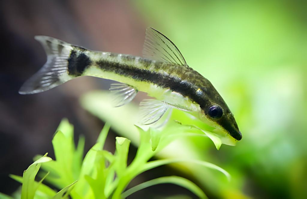 Ikan Lele Hias