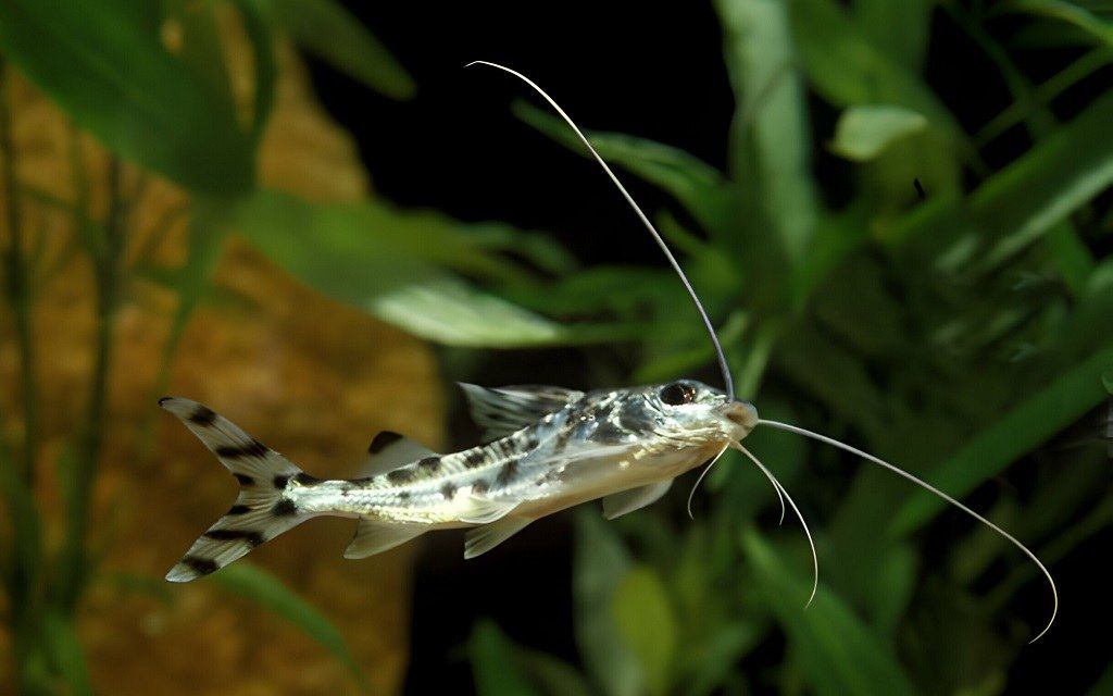 Ikan Lele Hias
