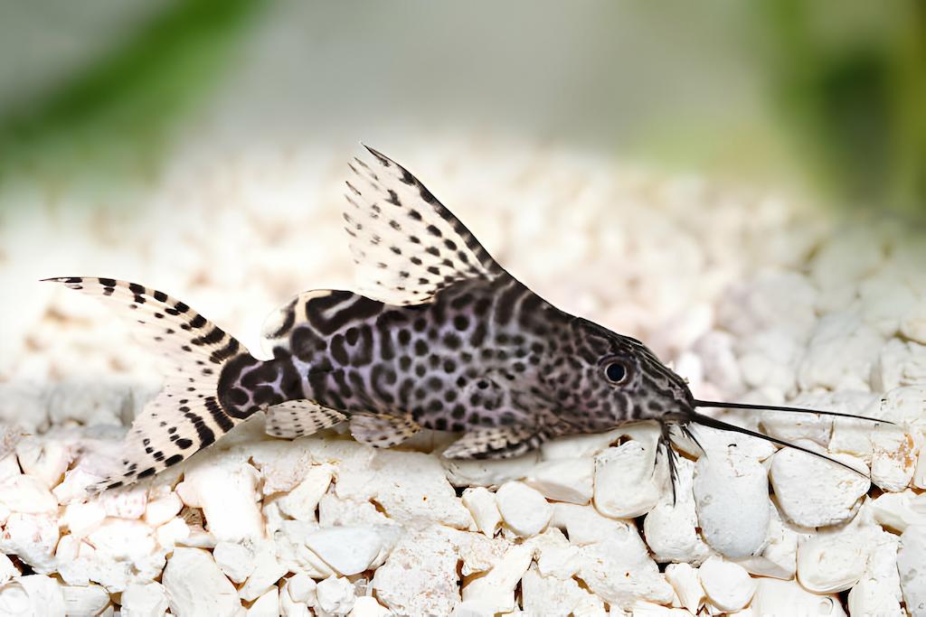 Ikan Lele Hias