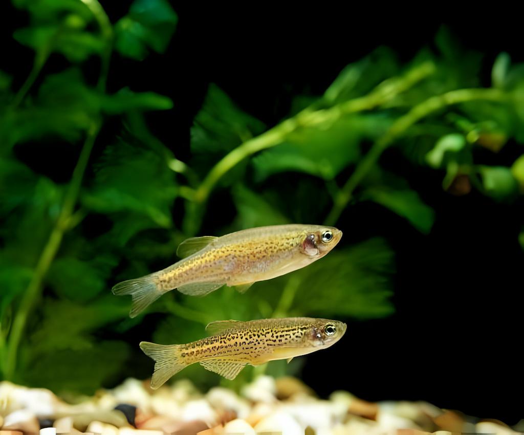 Ikan Danio
