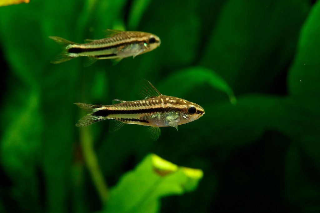 Makanan Ikan Corydoras Pygmy