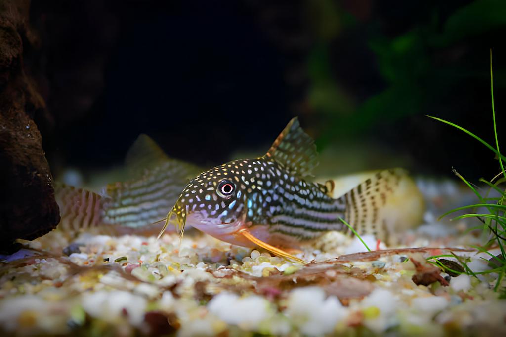Makanan Ikan Corydoras Sterbai