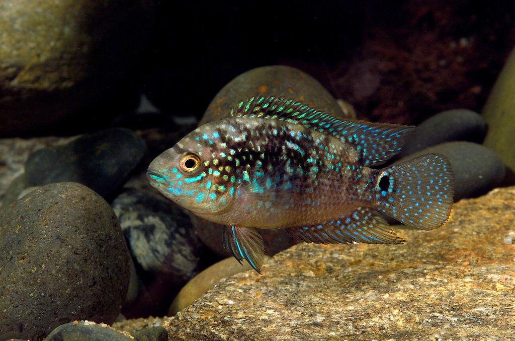 Makanan Ikan Jack Dempsey