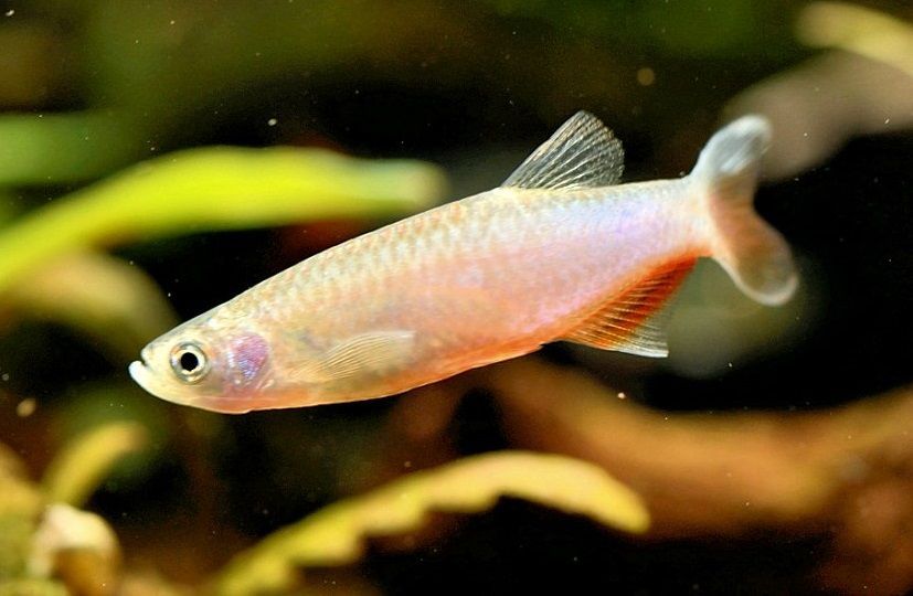 Ikan Danio