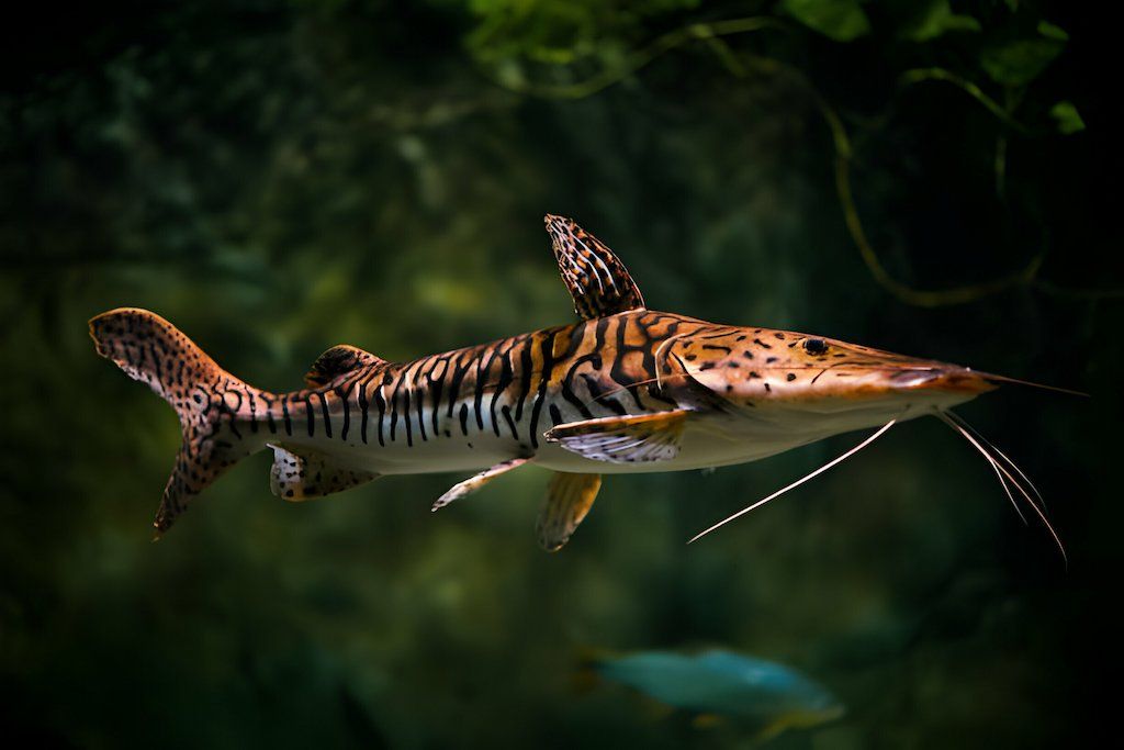 Ikan Lele Hias