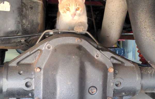 Shop kitty carrying out inspection