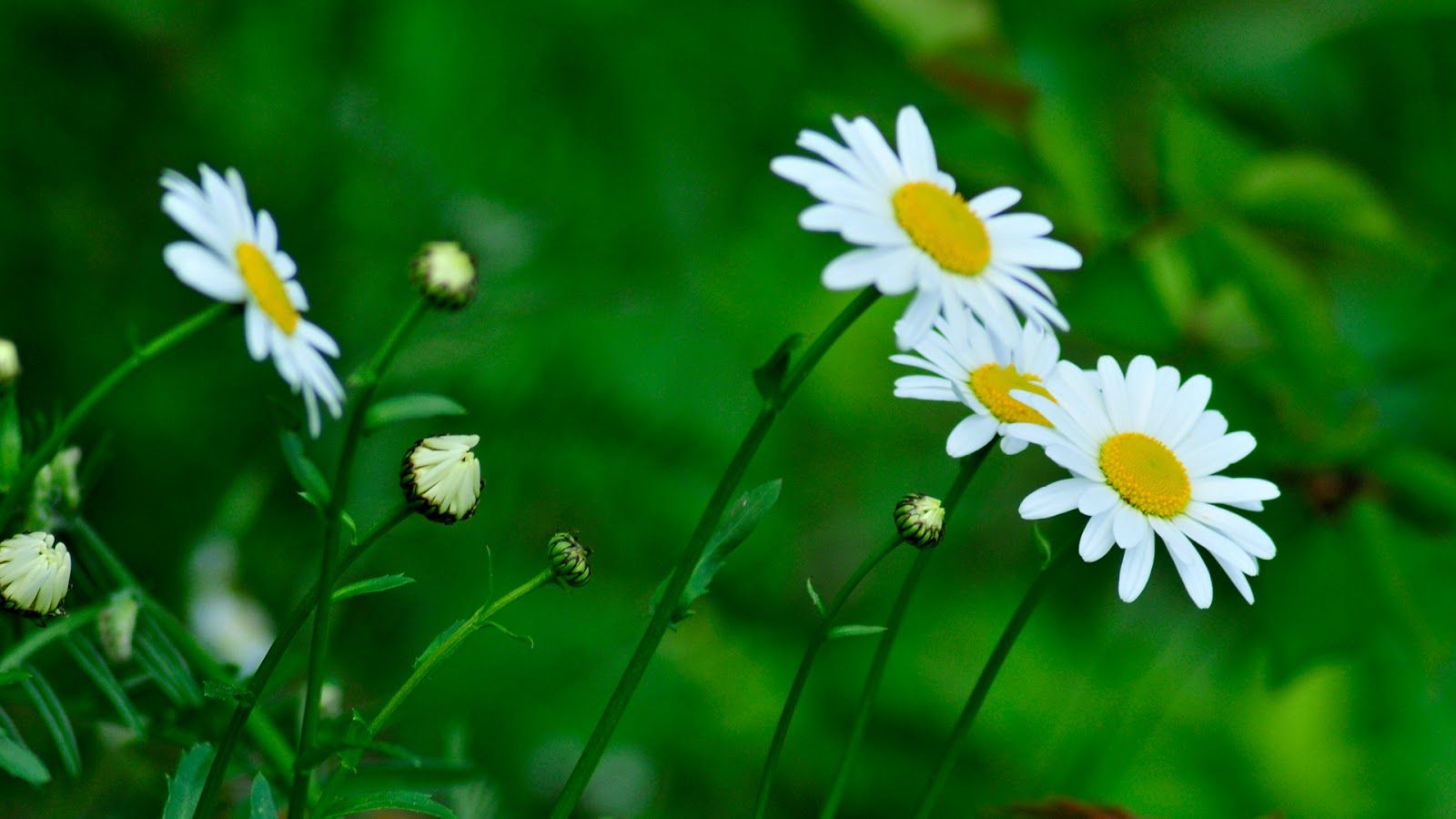 37 Background Bunga Daisy