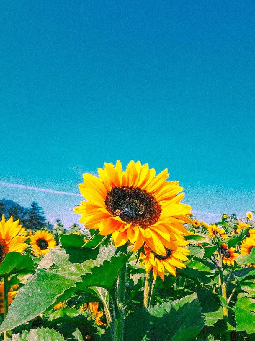√ 37+ Background Bunga Matahari Aesthetic
