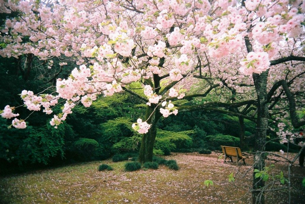 √ 33+ Background Pemandangan Bunga Sakura