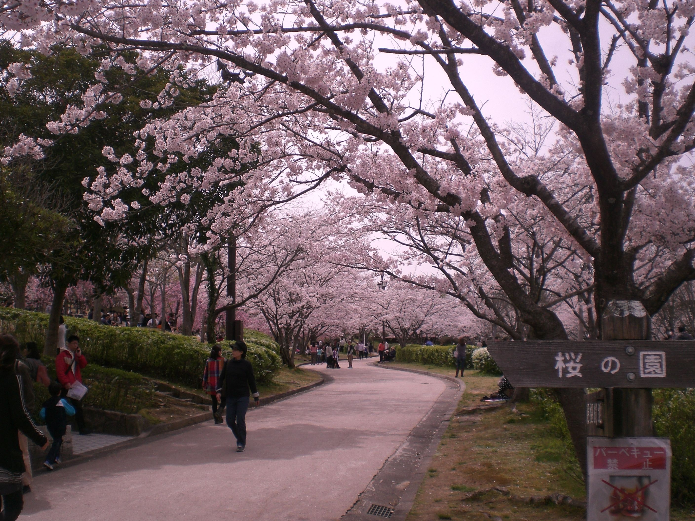 √ 33+ Background Pemandangan Bunga Sakura