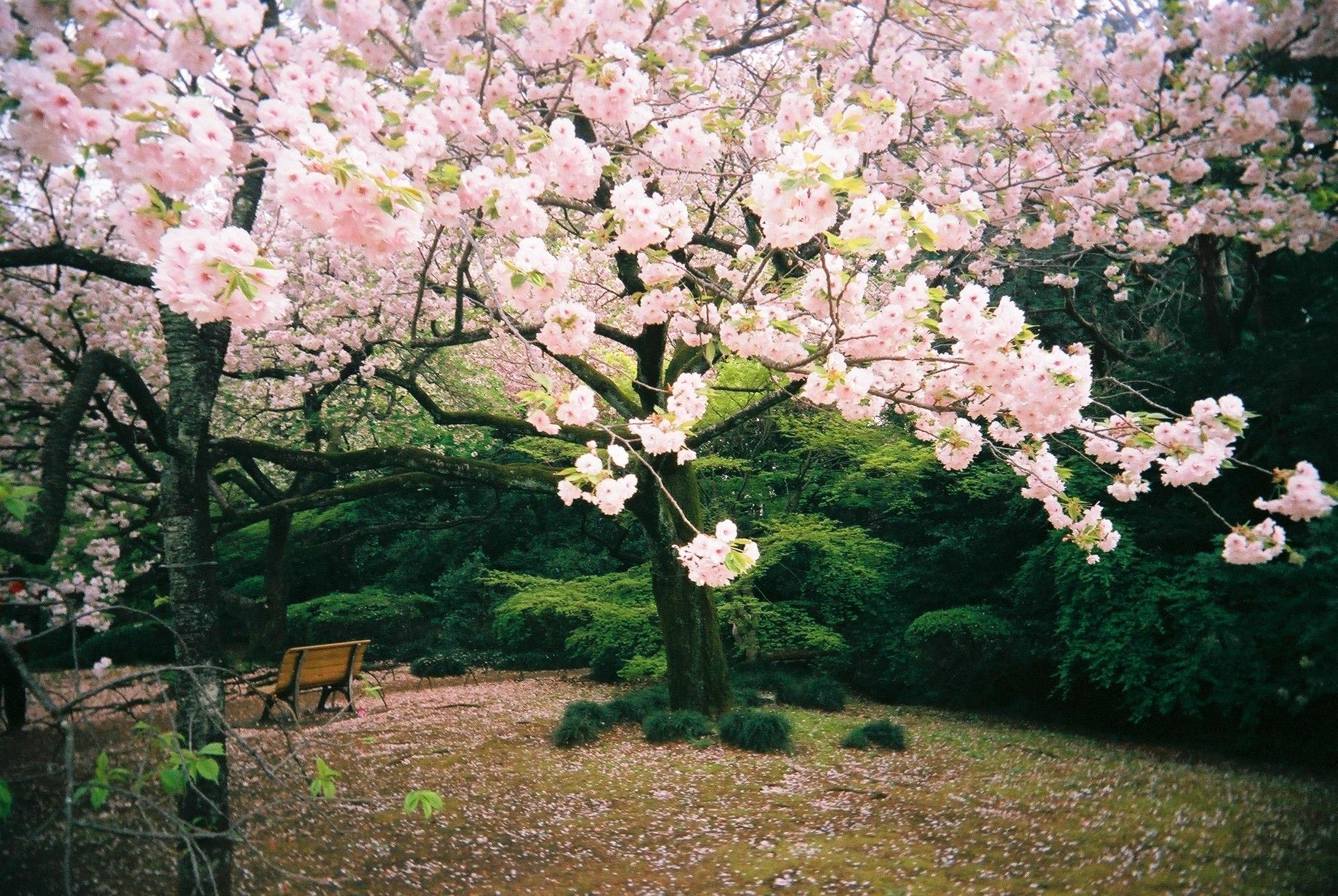   31 Baground Pohon Sakura 