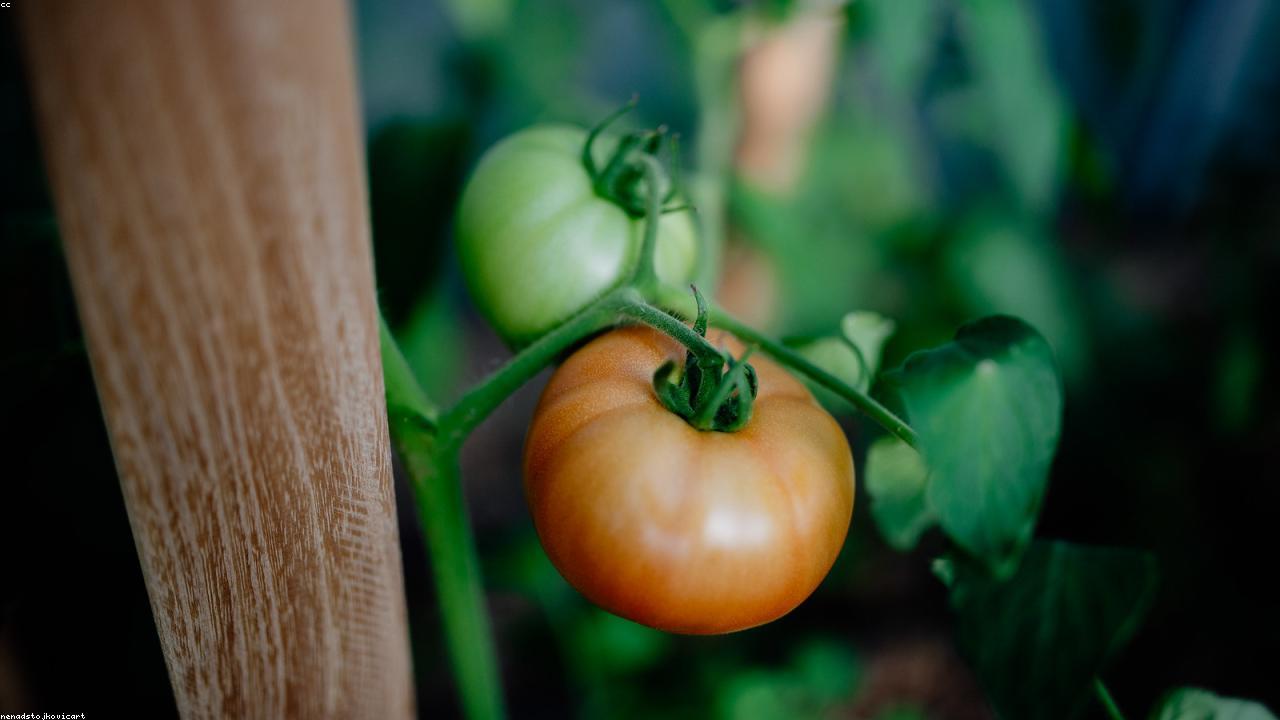 Top 47 Essential Tools for Healthy Food Success