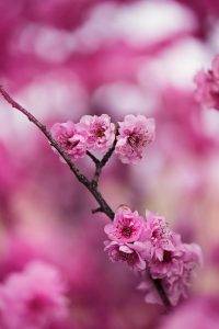 Utazás Dél-Koreába: időszakok