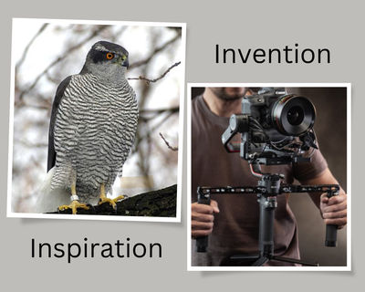 From Bird to Camera: How the Northern Goshawk Inspired Camera Stabilization