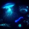 What is Bioluminescence? Discover the Secrets of Glowing Creatures.