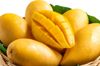 The Juicy History of Mango and the Story of Alphonso Mango