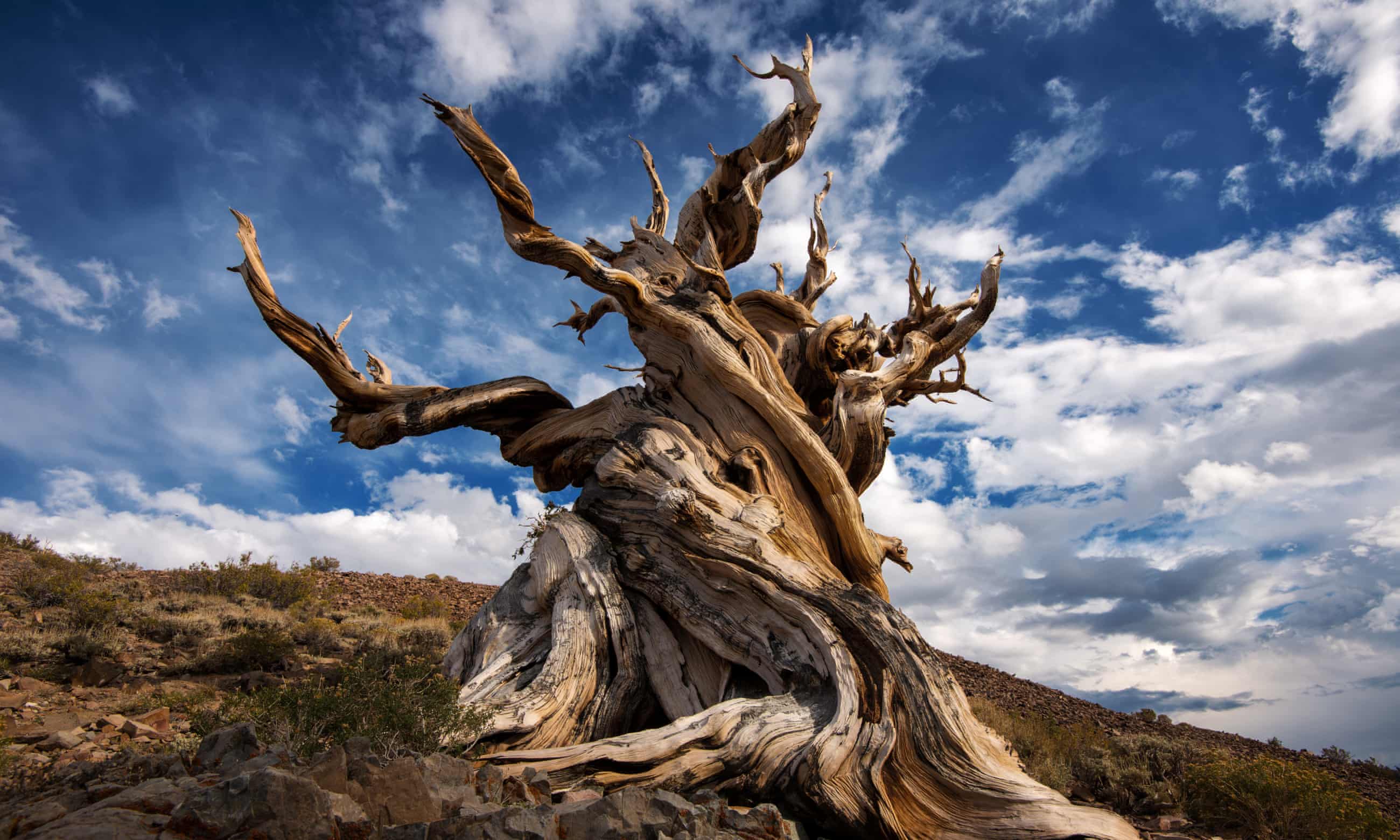 Methuselah: The Worlds Oldest Living Organism