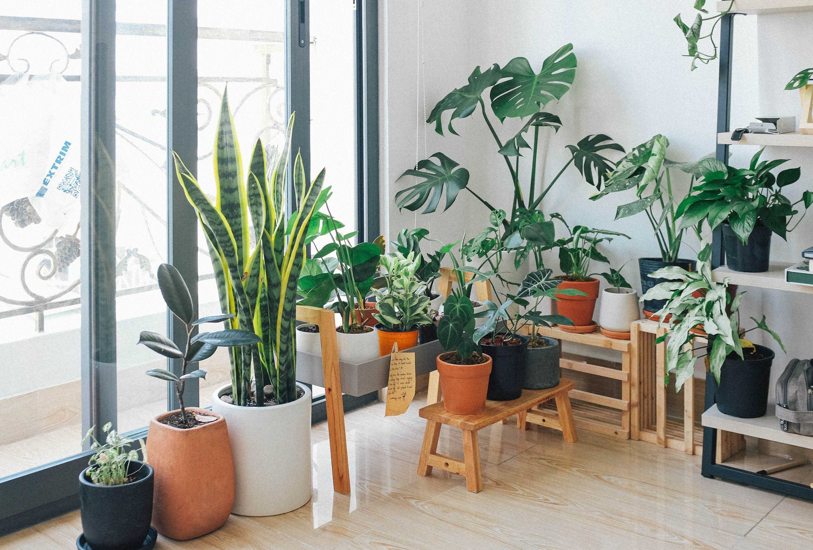 Green Therapy: The Mental Health Benefits of Indoor Plants