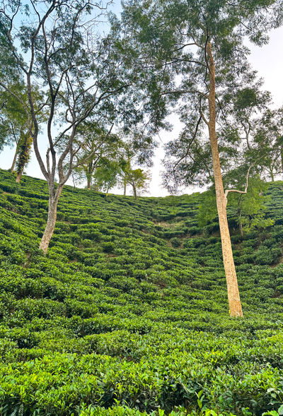 Amchang Tea Estate