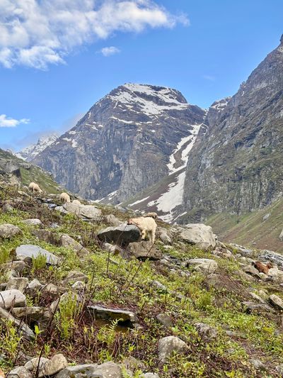 Hamta Pass Trek - Image 3