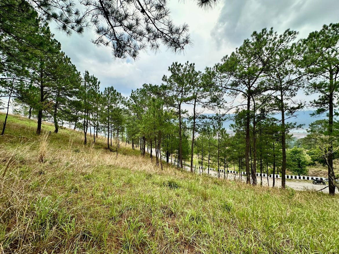 Forest behind Umium Lake