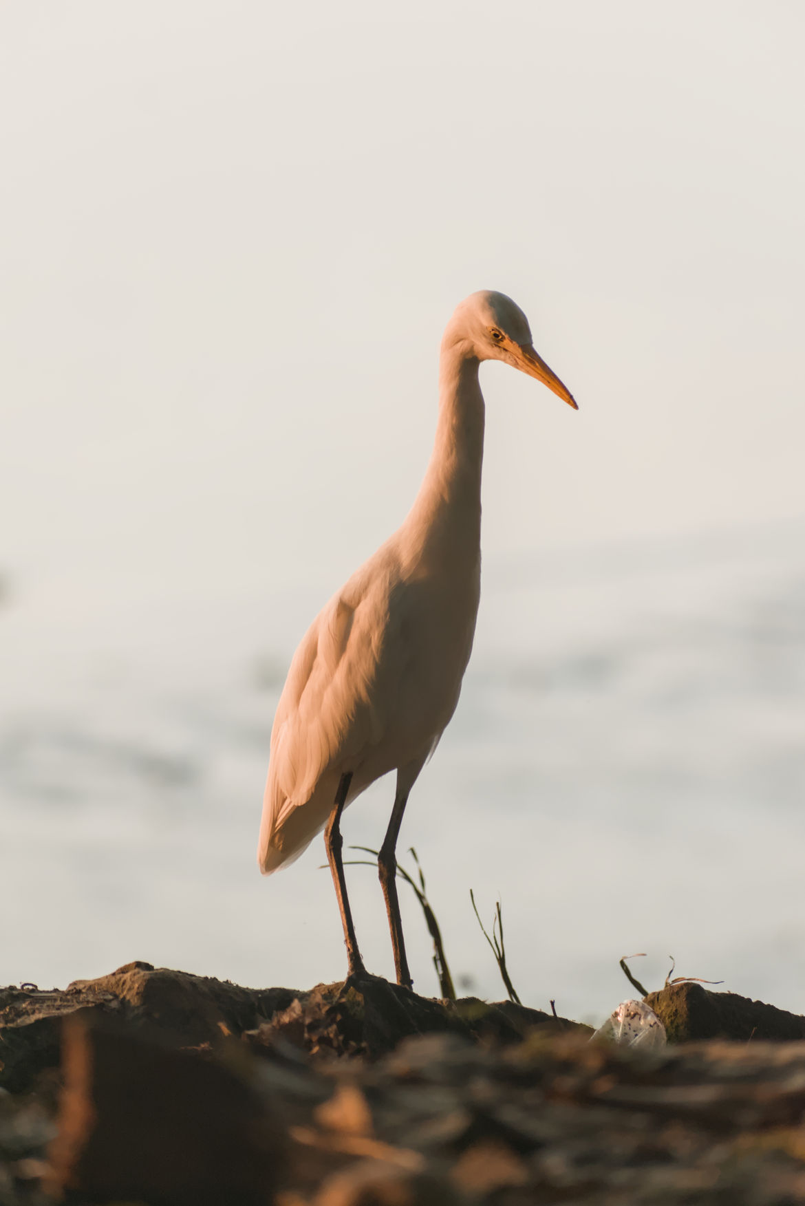 Birds around Brahmaputra River