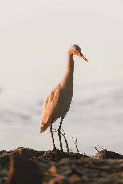 Birds around Brahmaputra River - Image 3
