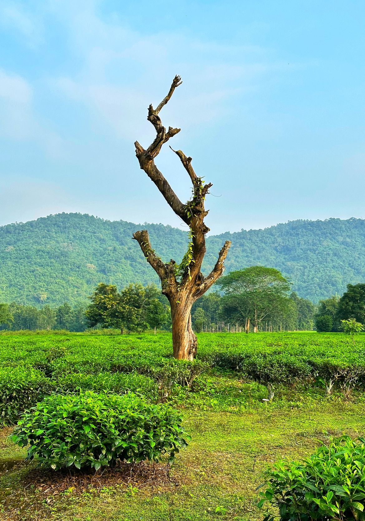 Palasbari Tea Estate