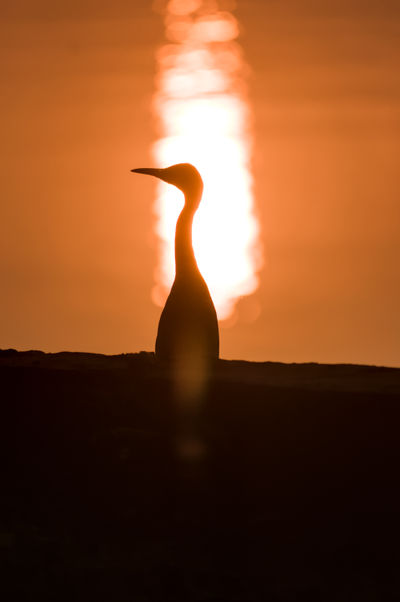 Birds around Brahmaputra River