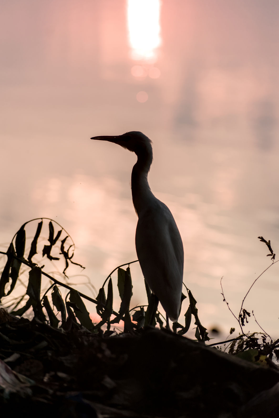 Birds around Brahmaputra River