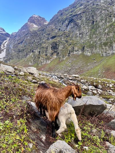 Hamta Pass Trek - Image 5
