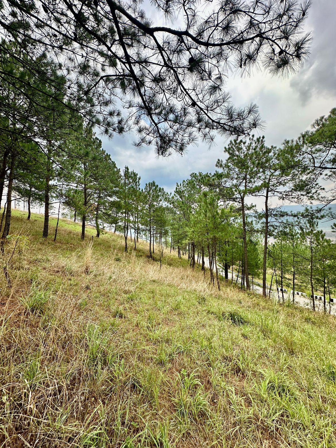 Forest behind Umium Lake