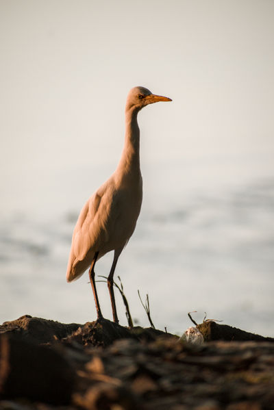 Birds around Brahmaputra River - Image 2