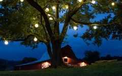 Hanging Lights on an Outdoor Tree