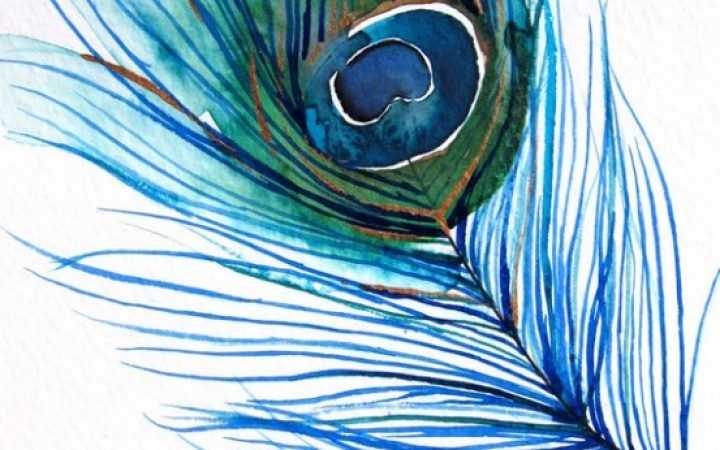 The 25 Best Collection of Peacock Watercolor Feather Artwork