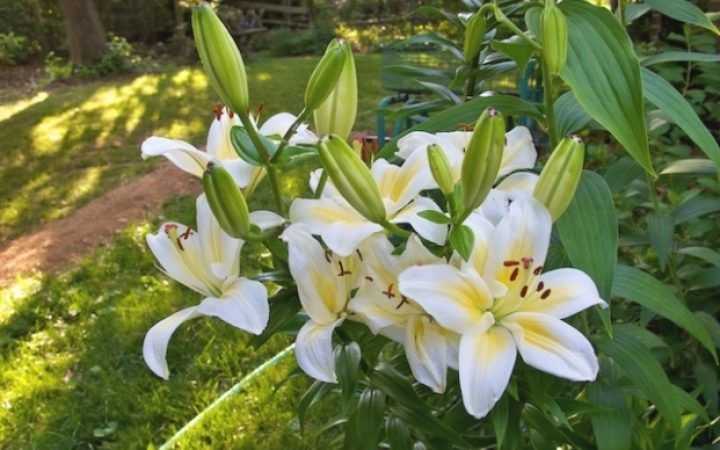 White Lili Garden Flowers
