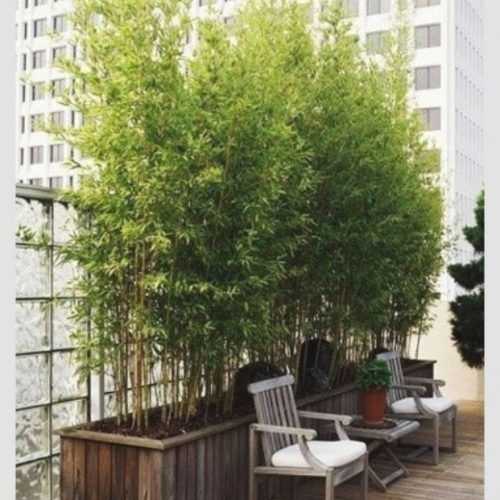 Outdoor Bamboo Plants (Photo 2 of 25)
