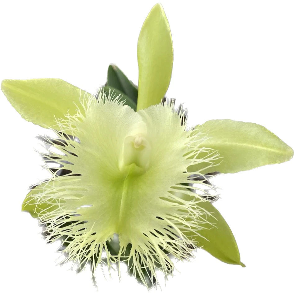 Orquídeas de Sian Ka'an, Un Maravillosos Tesoro Vegetal