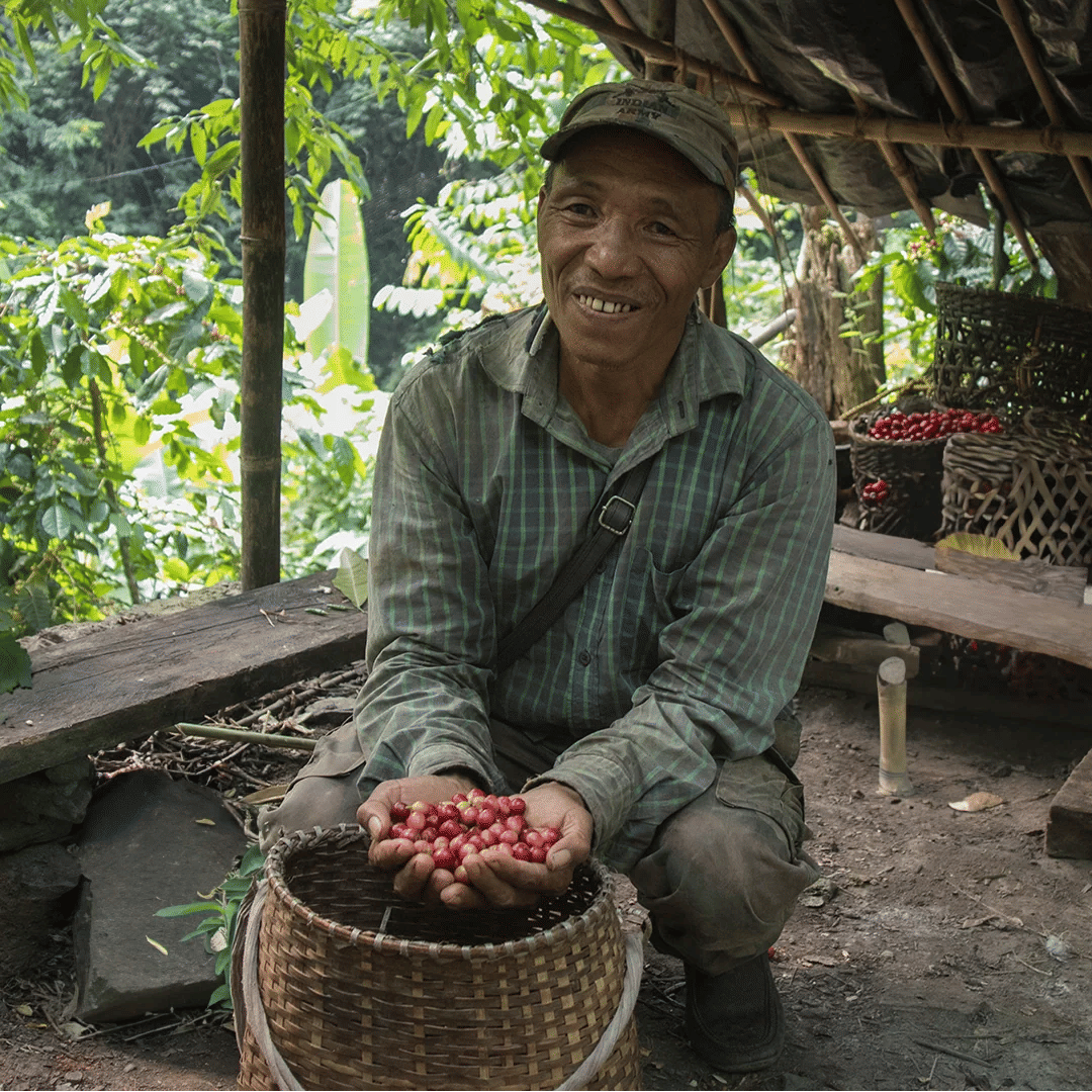 Assam Coffee Grower 7000 Steps 