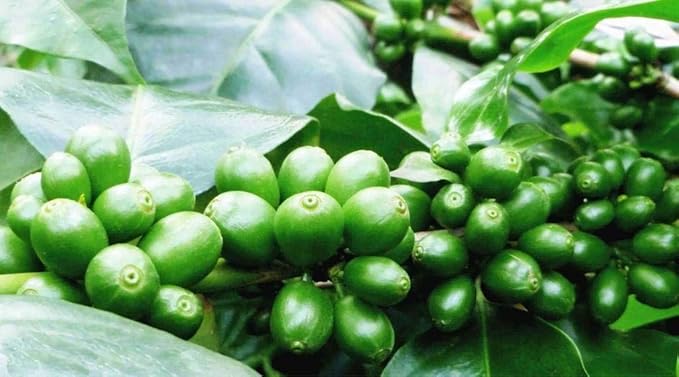 100% Arabica Coffee | Giri's Legacy | Filter Coffee Powder (Pack of 2) - Image 6