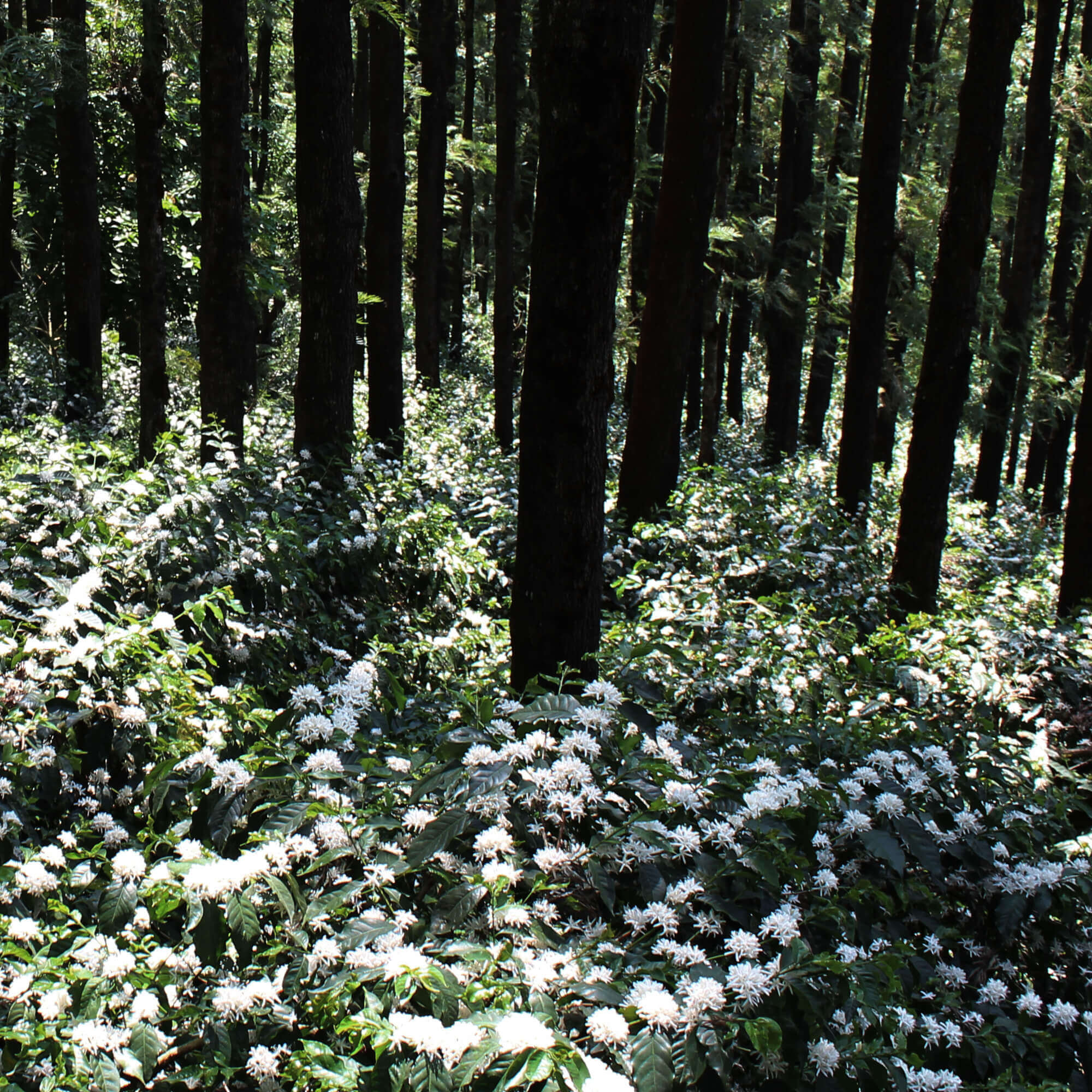 Blend Vayu / ಬ್ಲೆಂಡ್ ವಾಯು / ब्लेंड वायु - Image 5