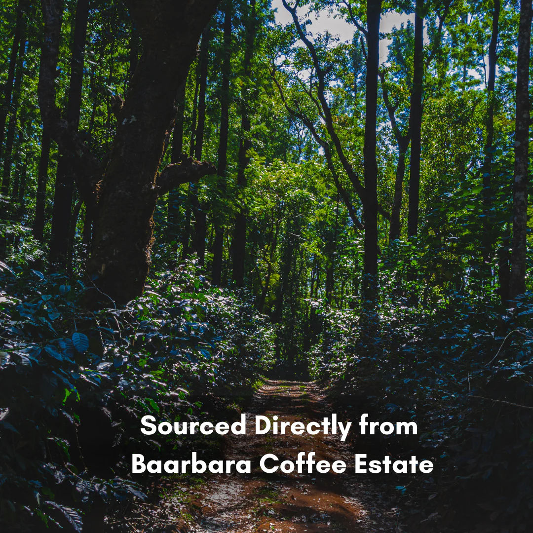 Intenso Fermentation Green Beans - Image 2