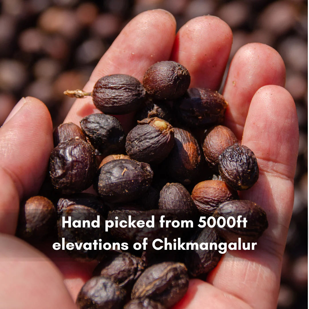 Intenso Fermentation Green Beans - Image 3