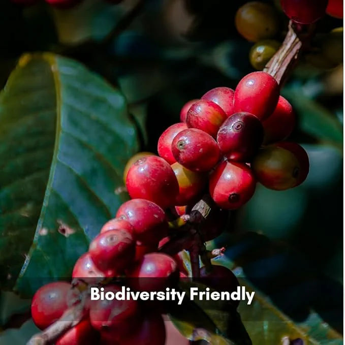 Wine Fermented Coffee Beans - Image 2