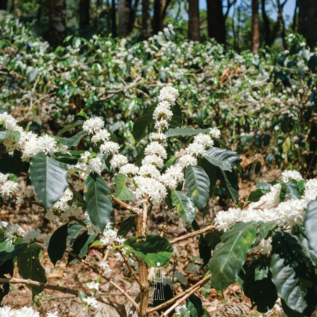 Balur Estate (Dark Roast) - Image 4