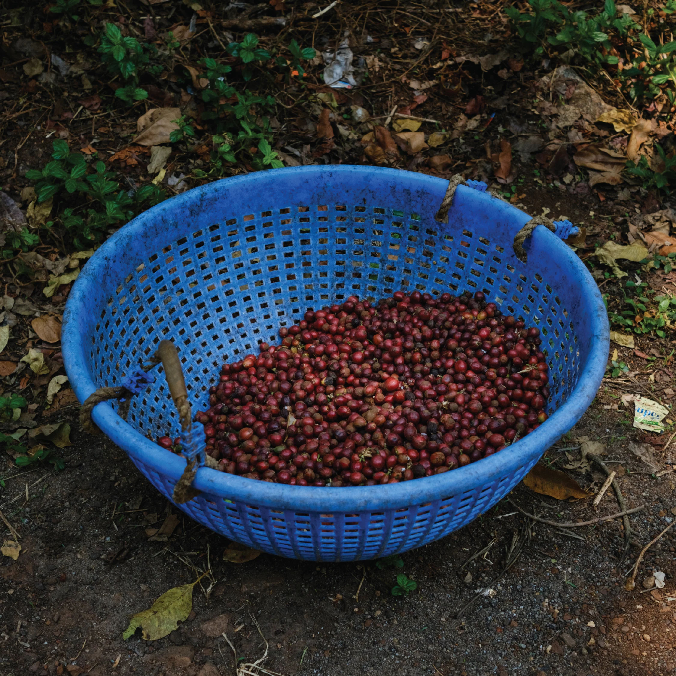 Black Honey Vienna Roast - Image 4