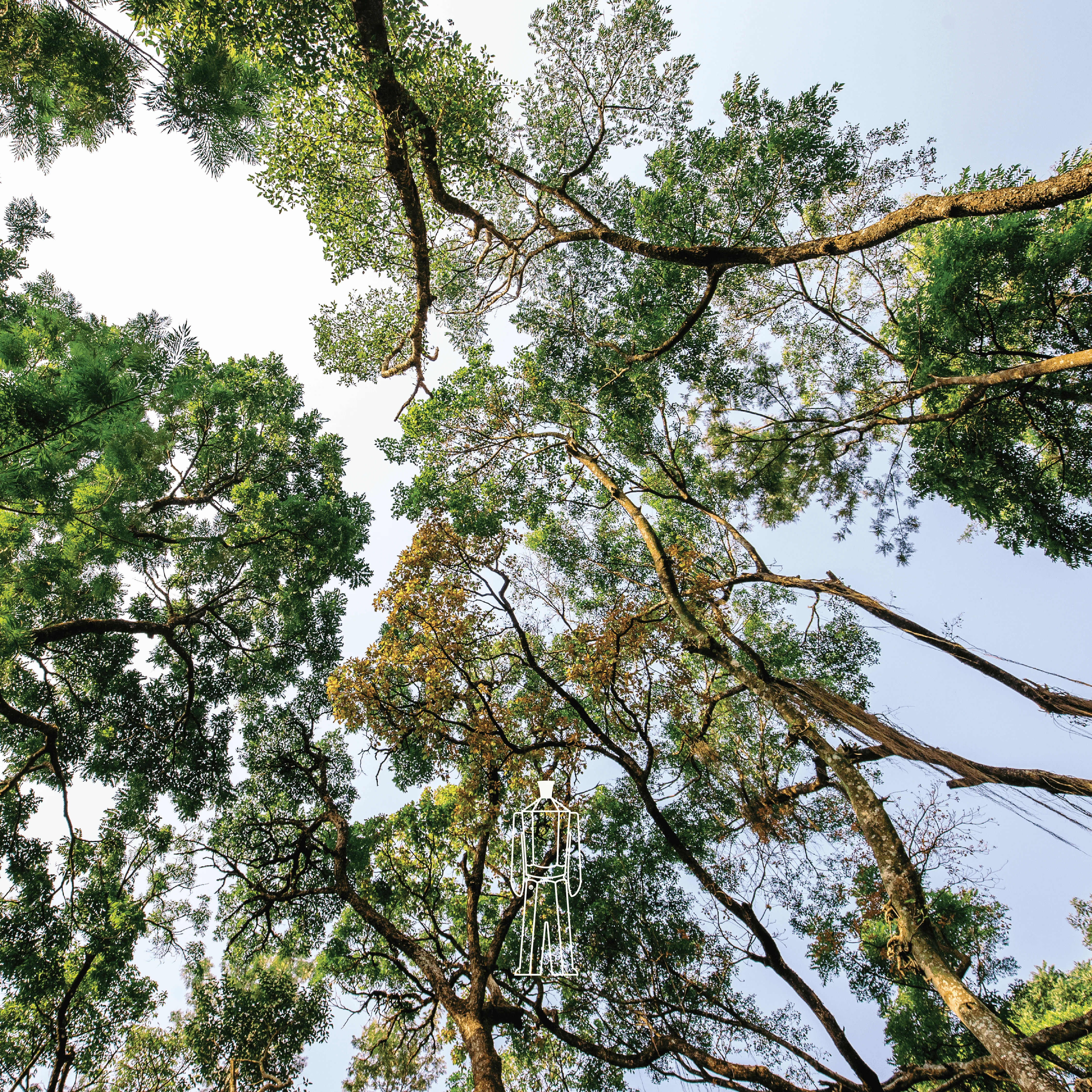 Sandalwood Estate - Image 5