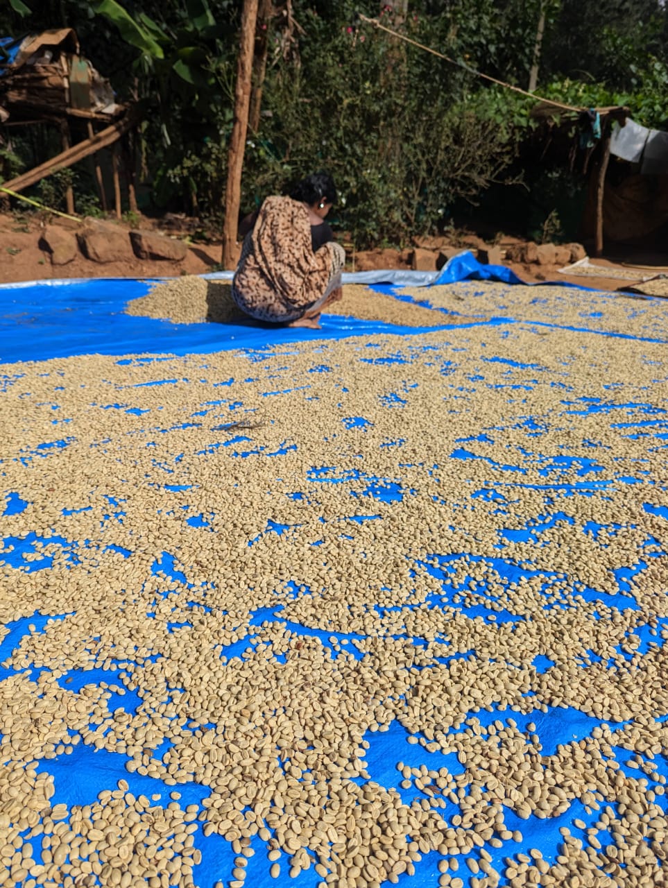 Microlot 36 | Anaerobic Fermentation of Washed Arabica - Image 4