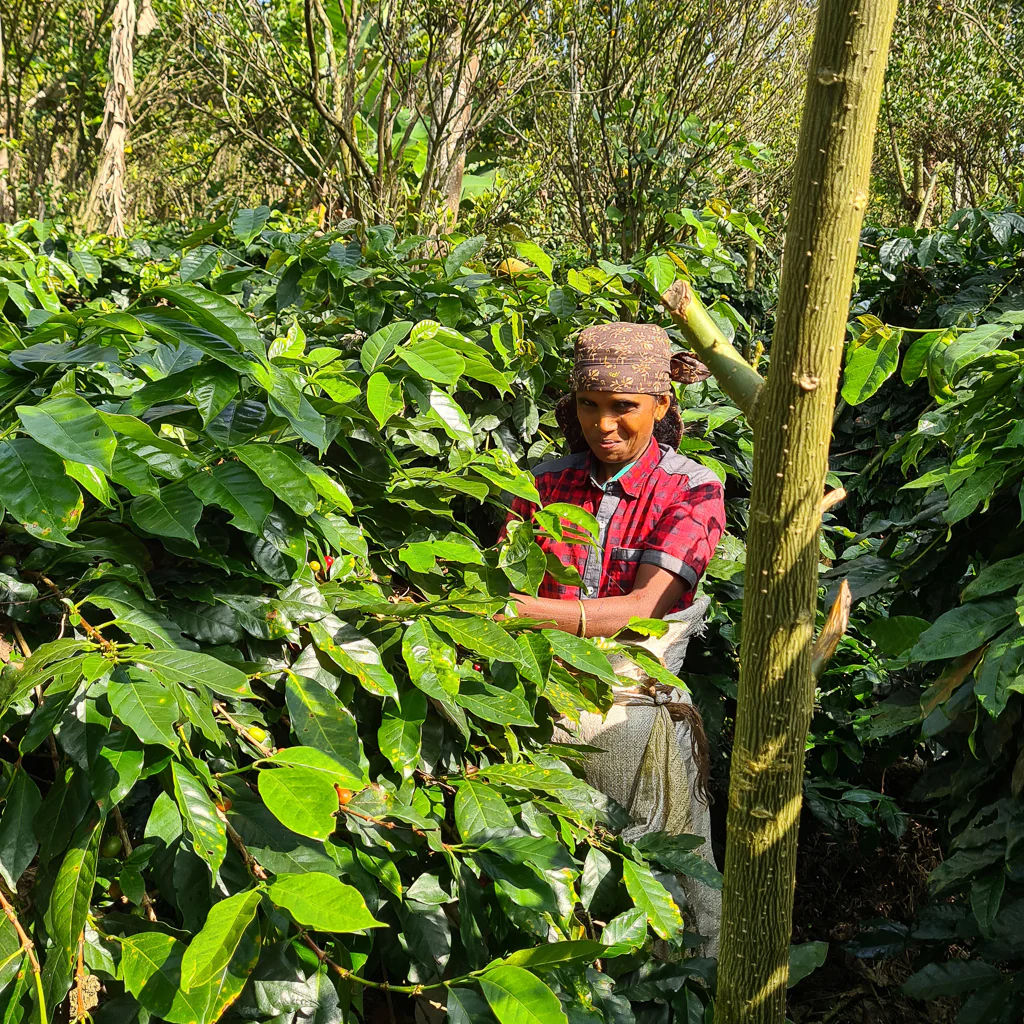 Pulney Coffee (Washed) - Pulney Hills - Medium Roast - Image 3